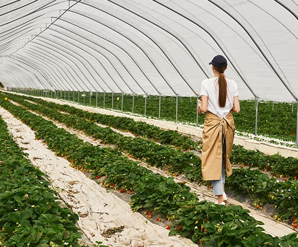 Sistemas de Irrigação: guia completo para escolher o melhor para sua lavoura 